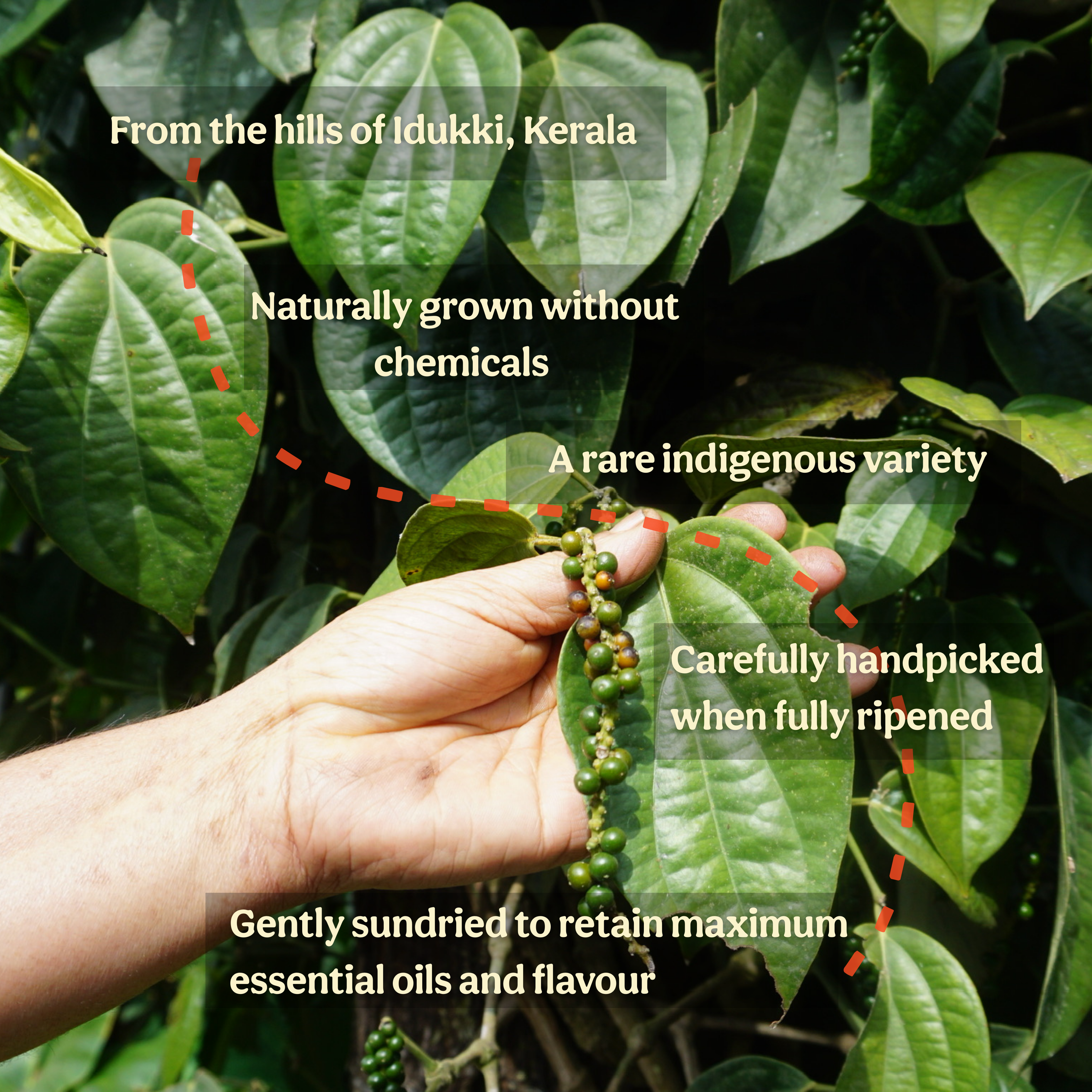 Karimunda Black Pepper Powder