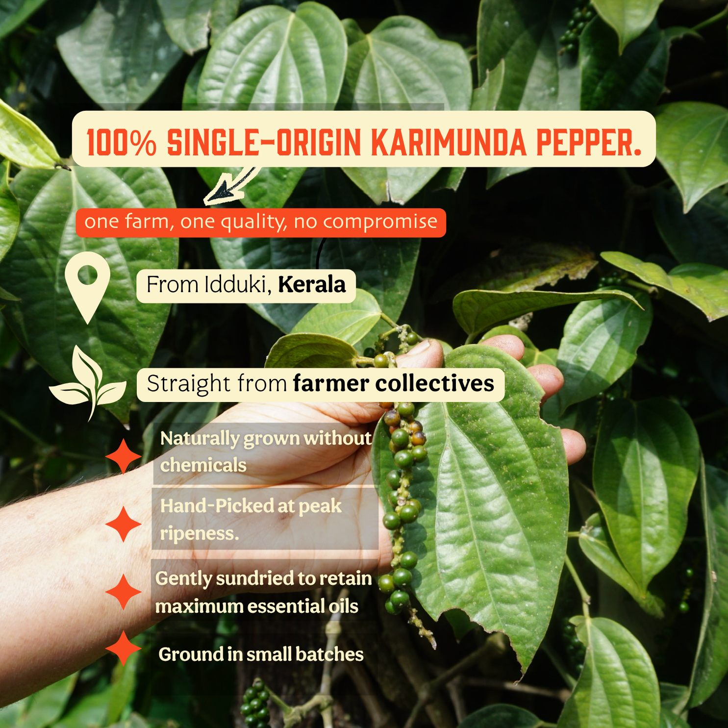 Karimunda Black Pepper Powder
